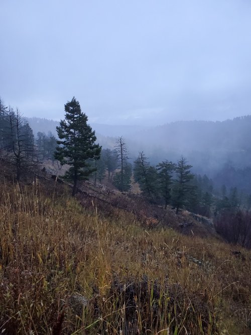 Wet elk country.jpg