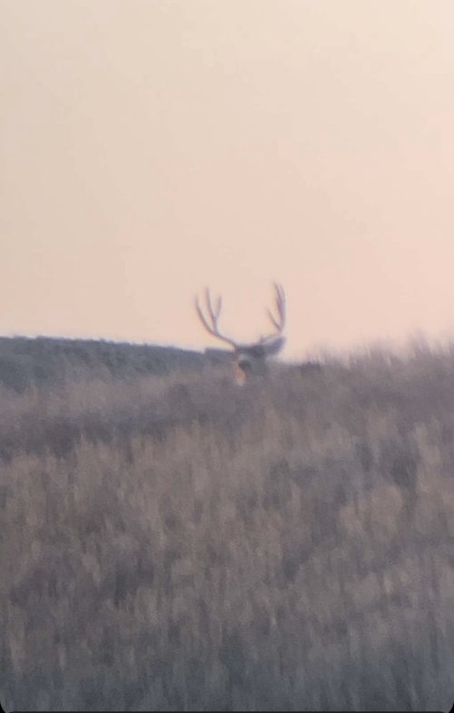 IMG_8007.jpeg