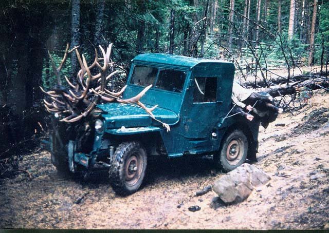 3 ELK.jpg 3 ELK.jpg