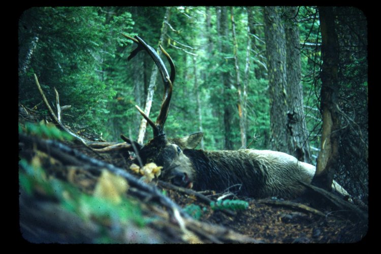 56_elk.jpg 56_elk.jpg