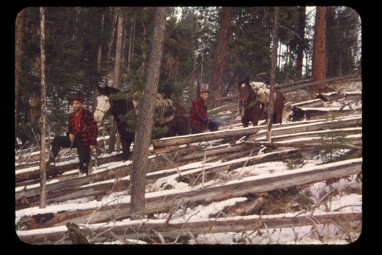 packing_out_lodgepole.jpg packing_out_lodgepole.jpg