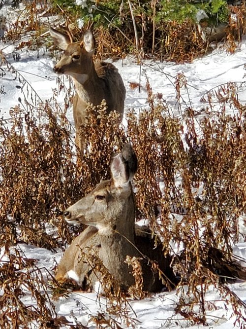 Doe and young buck.jpg Doe and young buck.jpg