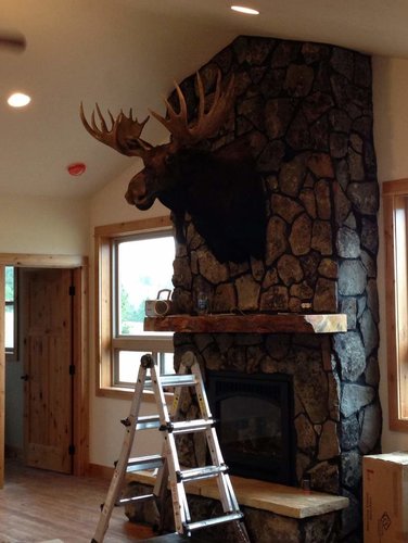 moose1.jpg moose1.jpg