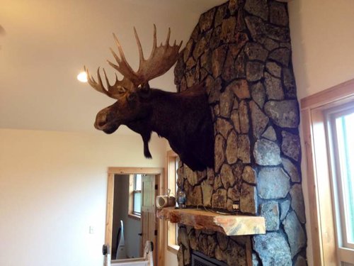moose3.jpg moose3.jpg