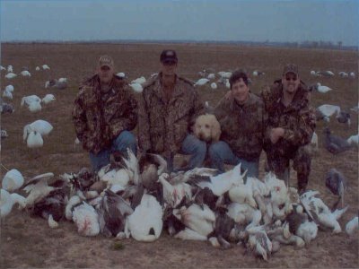 snow goose.jpg