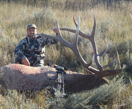 2014 MT Elk Small.jpg 2014 MT Elk Small.jpg