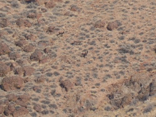 Three Rams.JPG Three Rams.JPG