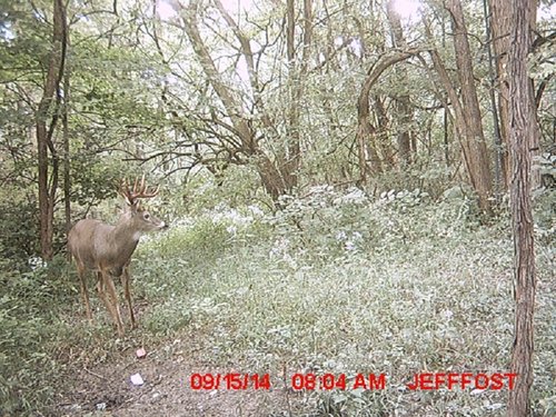 2014 TRAIL CAM PICS 150.JPG