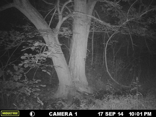 Trail cam 2014 175.JPG