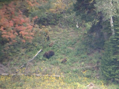 bear.jpg bear.jpg