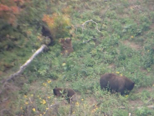 bearx2.jpg bearx2.jpg