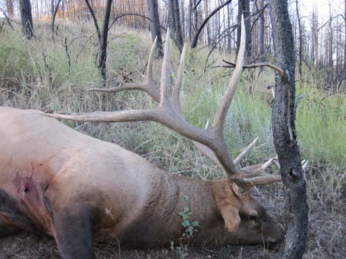 small2014 Dead elk.jpg