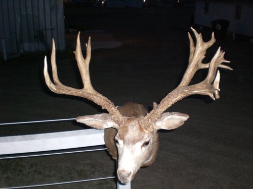 monster muley 004.JPG