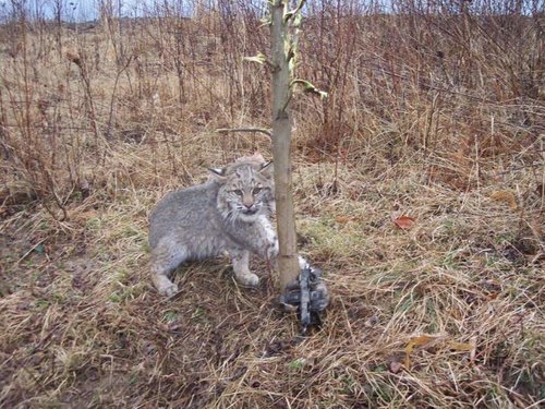 cat3.jpg cat3.jpg