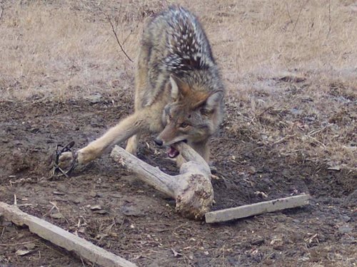 yote.jpg yote.jpg