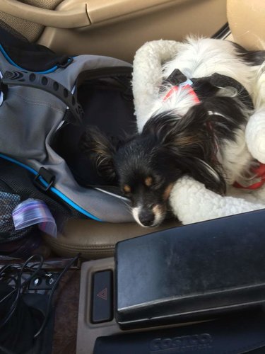 Lily on Day 1 of Drive.jpg Lily on Day 1 of Drive.jpg