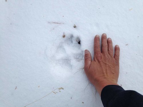 wolf.jpg wolf.jpg