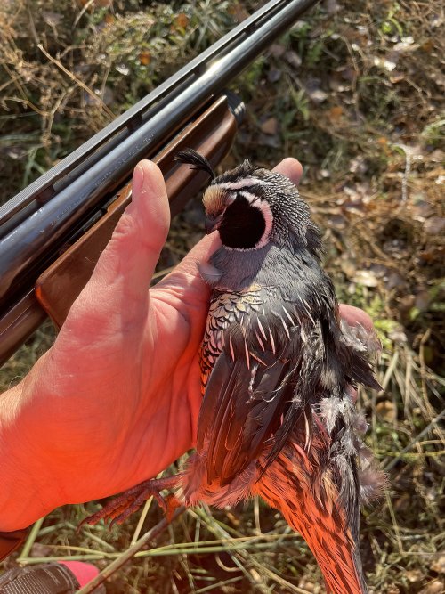 quail.jpg quail.jpg