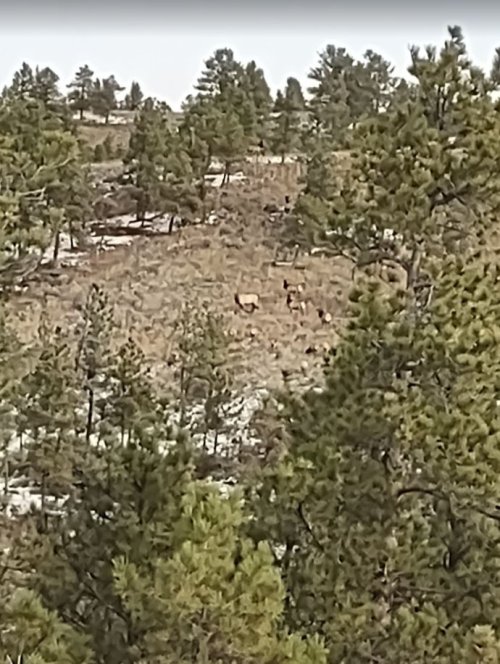 elk_herd.JPG