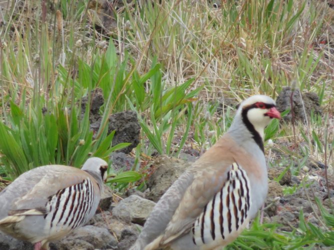 chukar.jpg