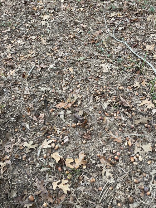 IMG_0939.jpeg IMG_0939.jpeg