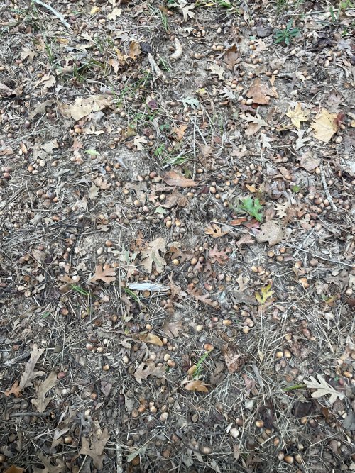 IMG_0938.jpeg IMG_0938.jpeg