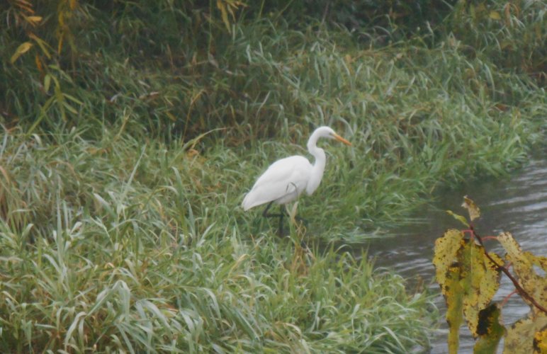 EGRET.JPG