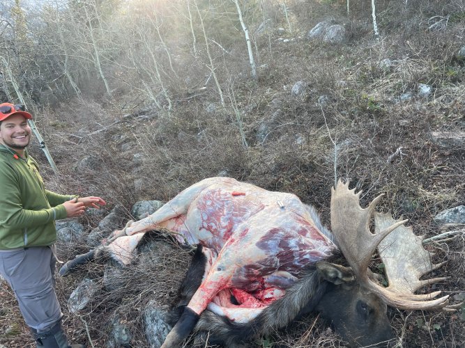 Moose.jpg Moose.jpg