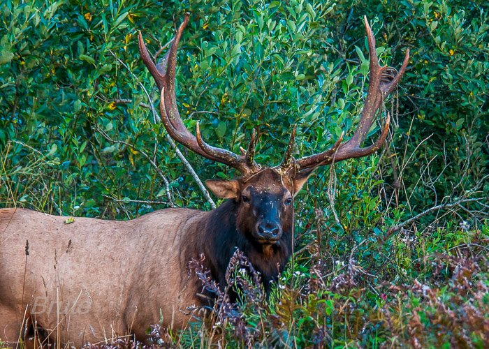 August 2014 a-4981.jpg