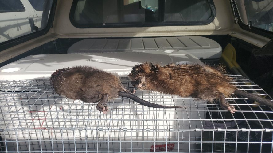 water rats.jpg water rats.jpg