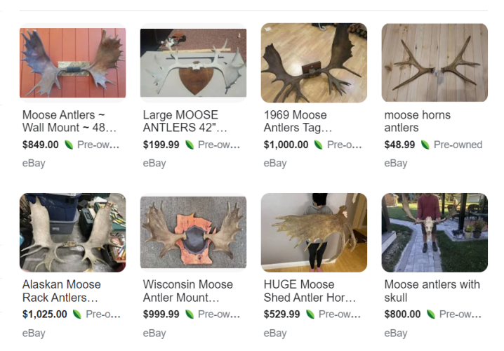 moose_antlers.png