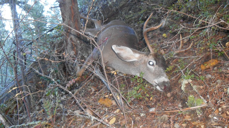BUCK 23 2.JPG BUCK 23 2.JPG