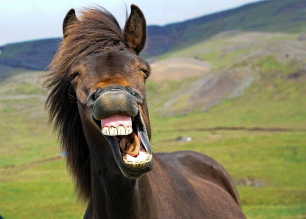 horse teeth.jpg