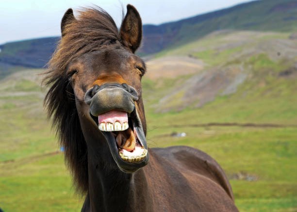 horse teeth.jpg horse teeth.jpg