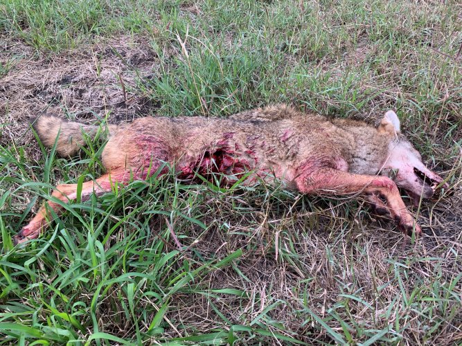 Coyote 1.jpg