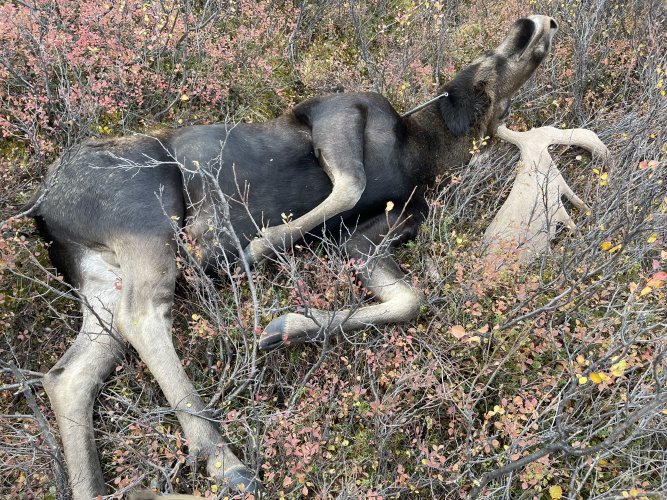 As moose lay 1.JPG
