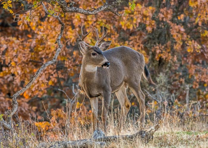 October 2018 a-4884.jpg