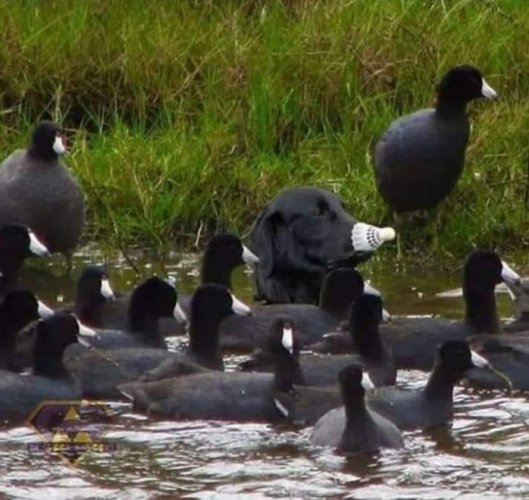coot lab.jpg coot lab.jpg