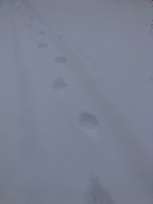 cat 2.jpg cat 2.jpg