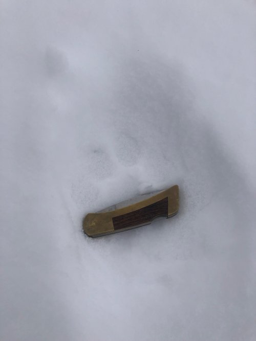 cat 3.jpg cat 3.jpg