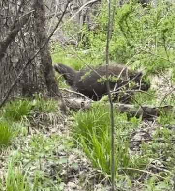2E0F8671-C8C8-47A4-B0F3-6C7CD571488C.GIF 2E0F8671-C8C8-47A4-B0F3-6C7CD571488C.GIF