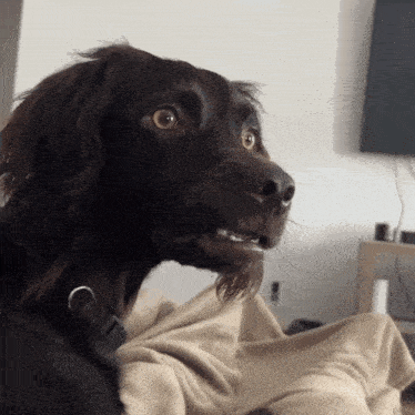 bobawooyo-dog-confused.gif bobawooyo-dog-confused.gif