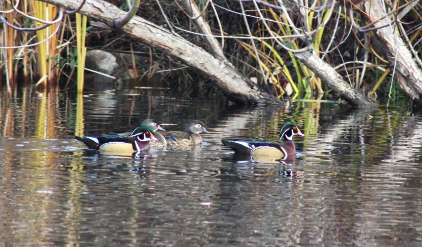 WOOD DUCK 2.JPG WOOD DUCK 2.JPG