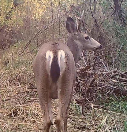 Whitetail-Mule-Deer-Hybrid-415-432-59.jpg