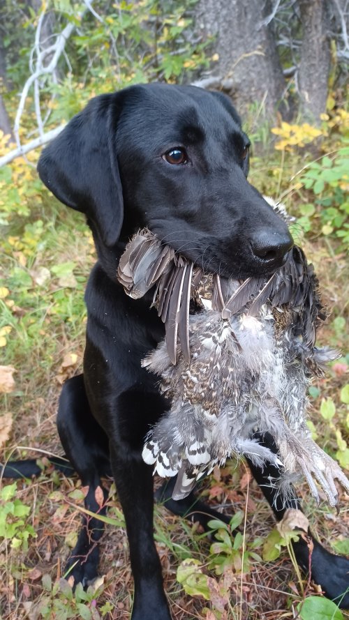 grouse_birdie (1).jpg grouse_birdie (1).jpg