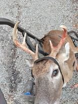 indiana buck 2.jpg