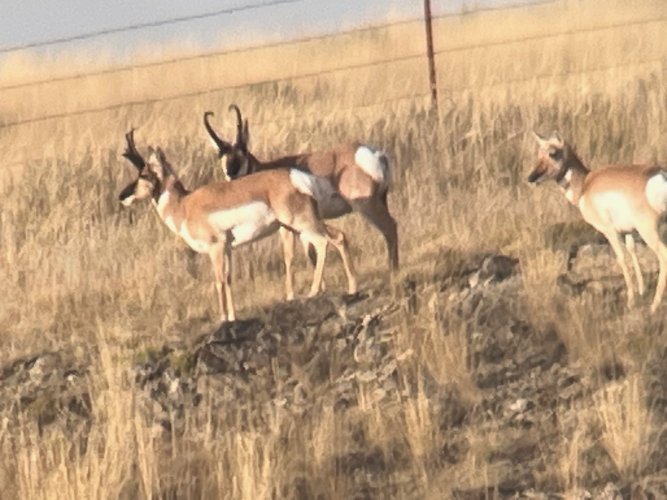 thumbnail_IMG_2554.jpg thumbnail_IMG_2554.jpg