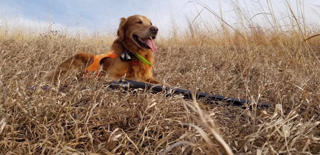 20191222 Gus Gun no bird.jpg