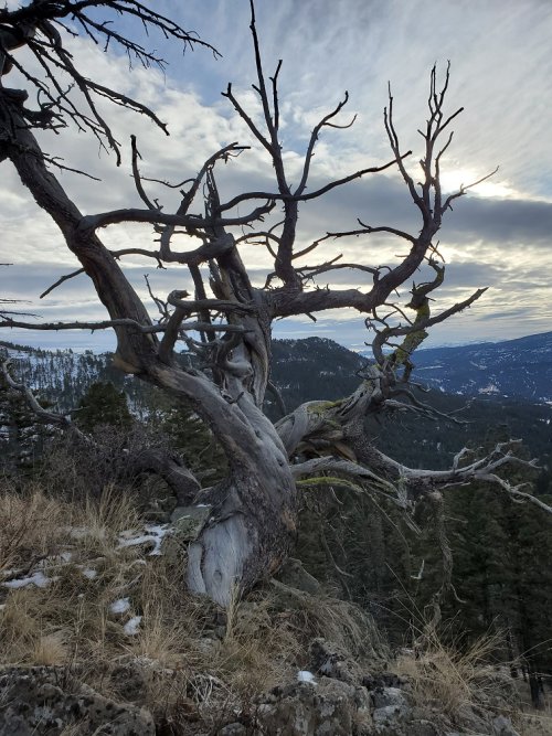 Gnarly tree.jpg