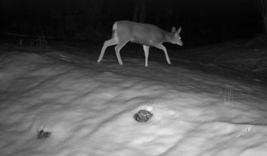 Deer cam 01 - Copy.png